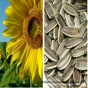 Chinese Sunflower Seed 5009